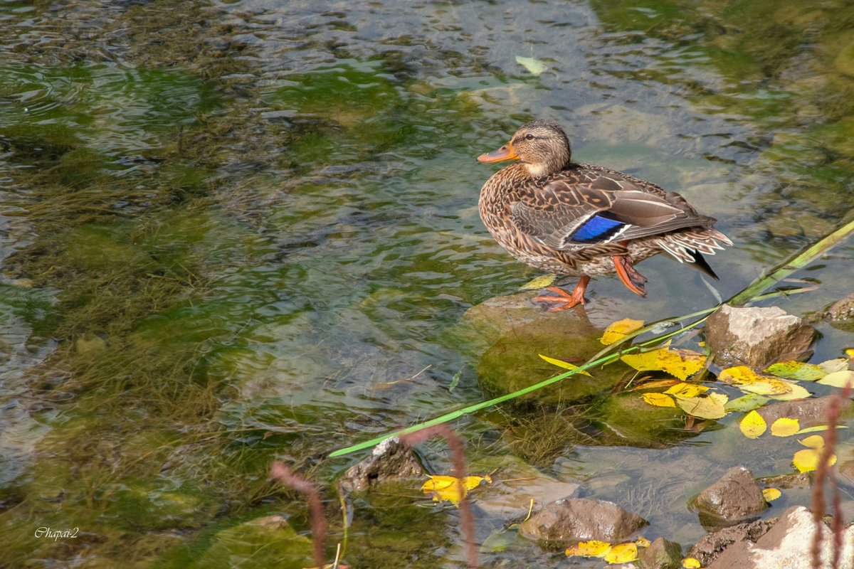 Птицы Челябинска