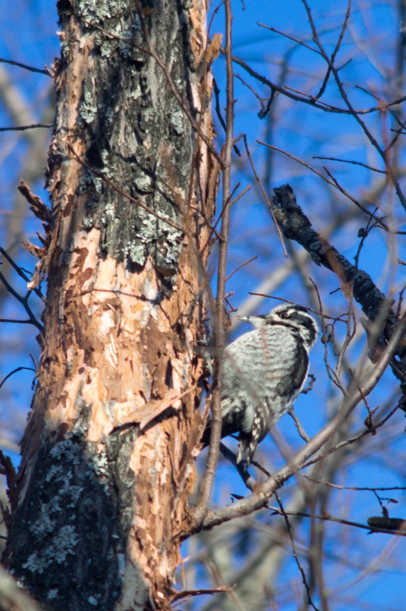 Птицы Южного Урала