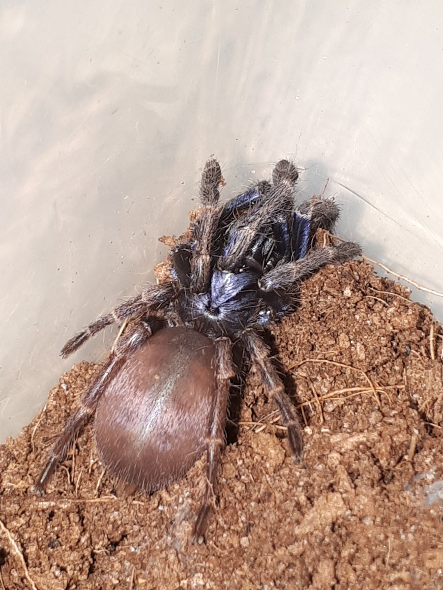 Тарантулы на Урале