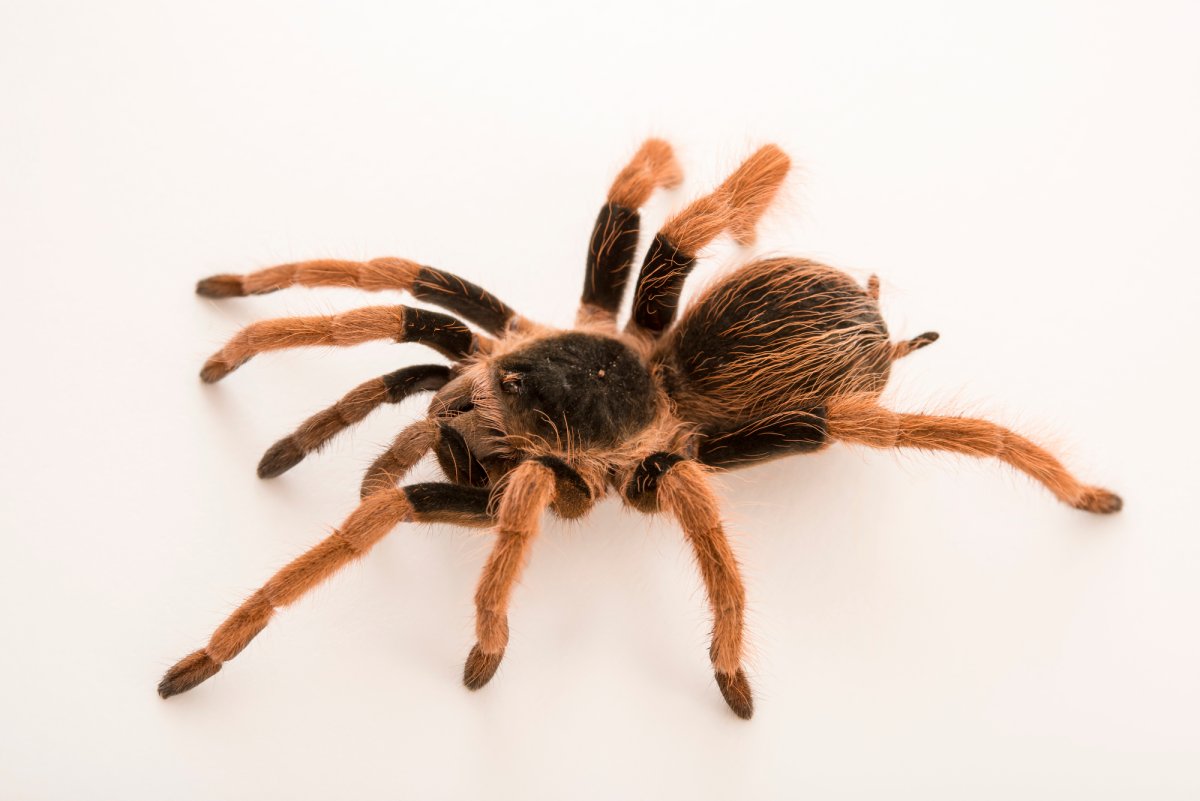 Megaphobema robustum