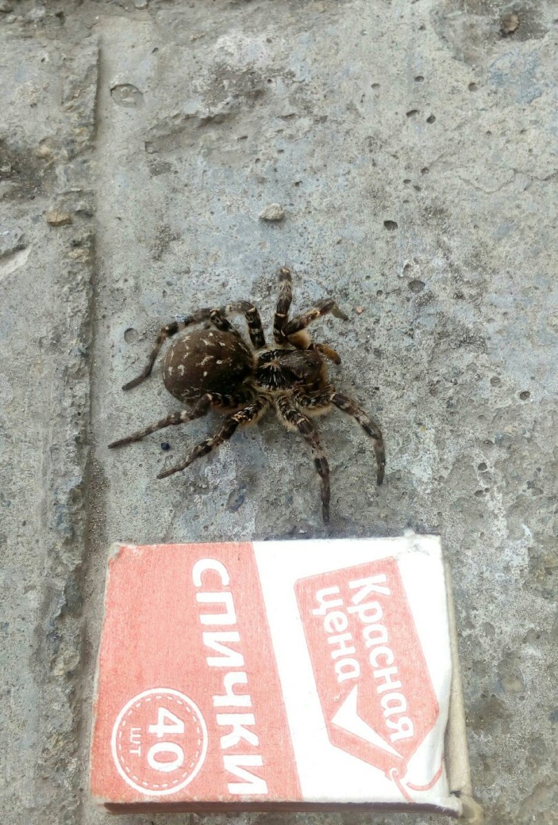 Тарантул паук Уральский Уральский