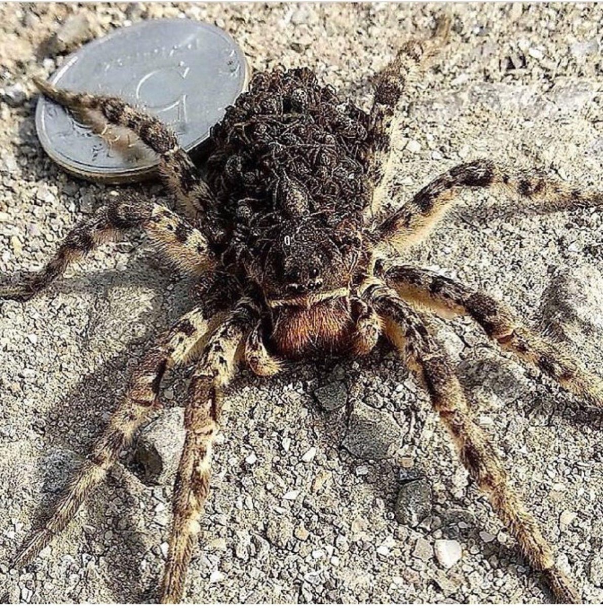 Паук Тарантул Южнорусский