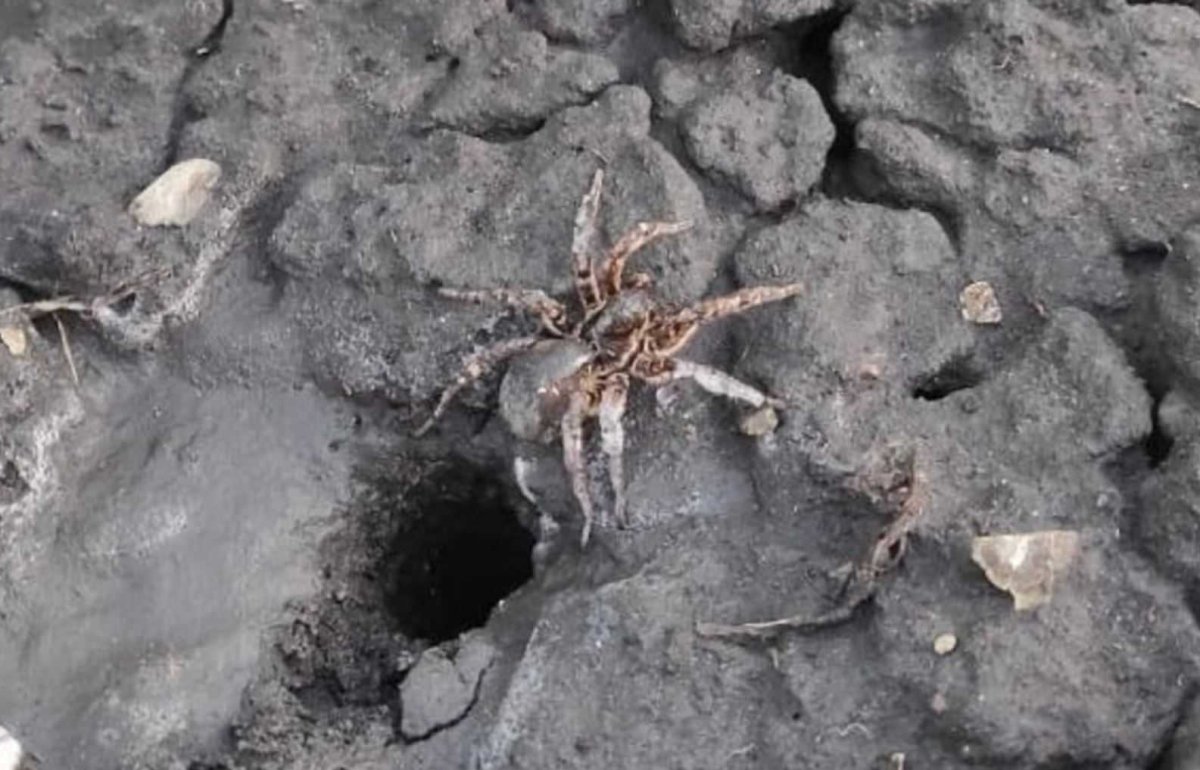 Южнорусский Тарантул укус