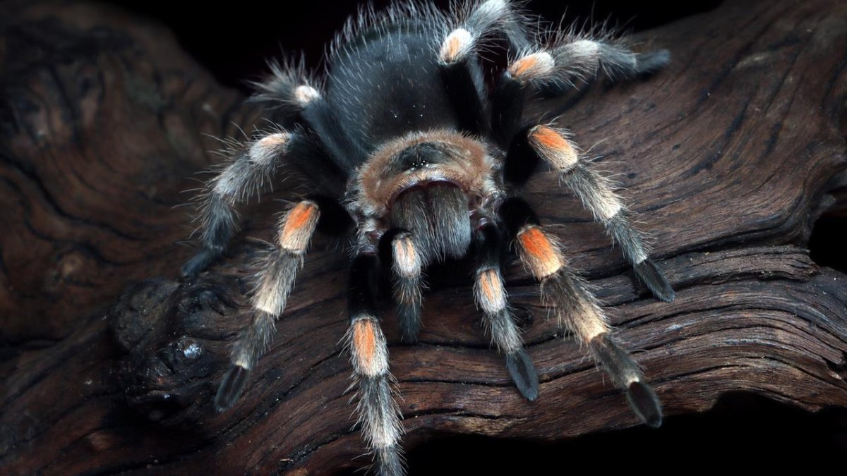 Паук птицеед Россия