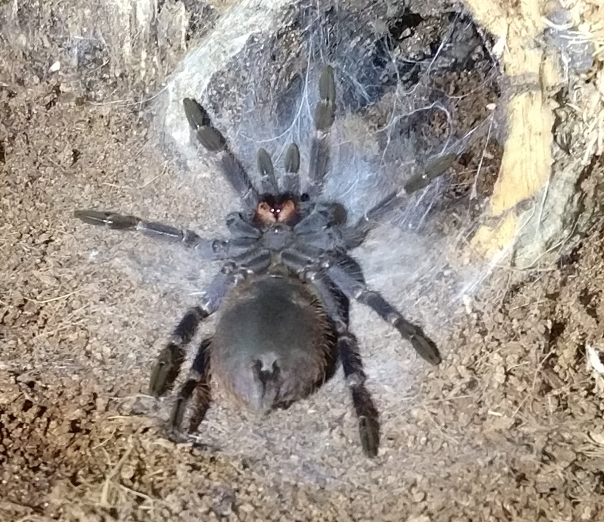 Воронежский Тарантул гнездо