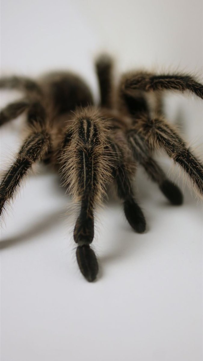 Тарантул Lycosa Narbonensis