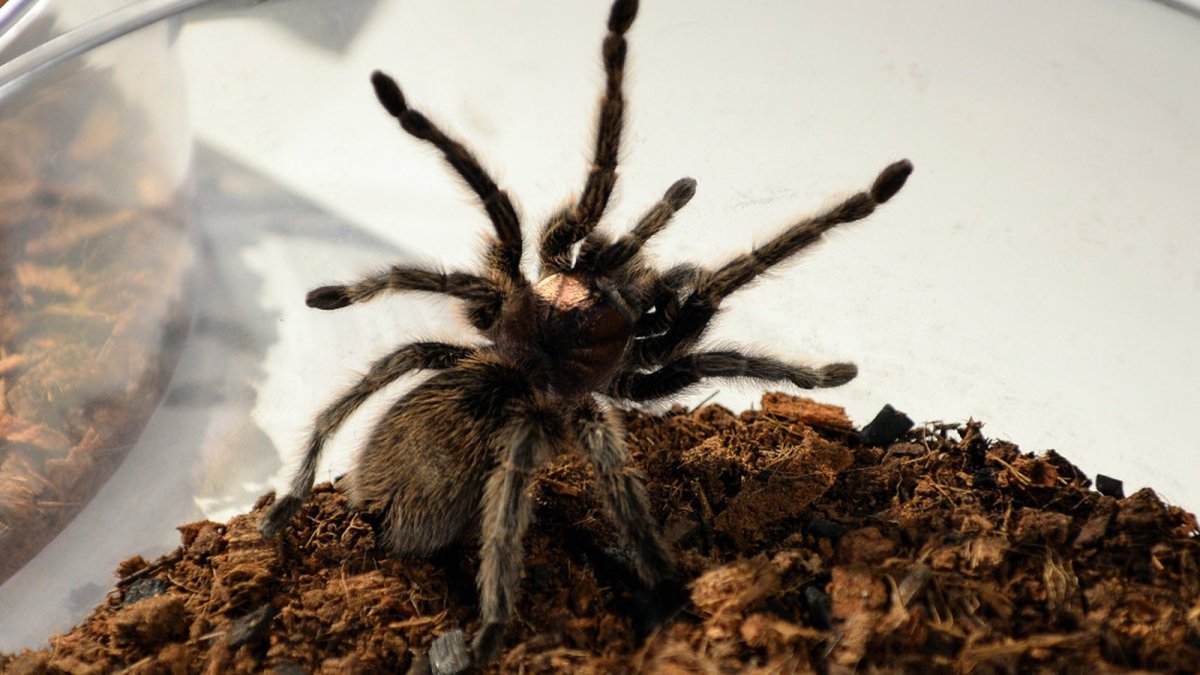 Тарантул в банке