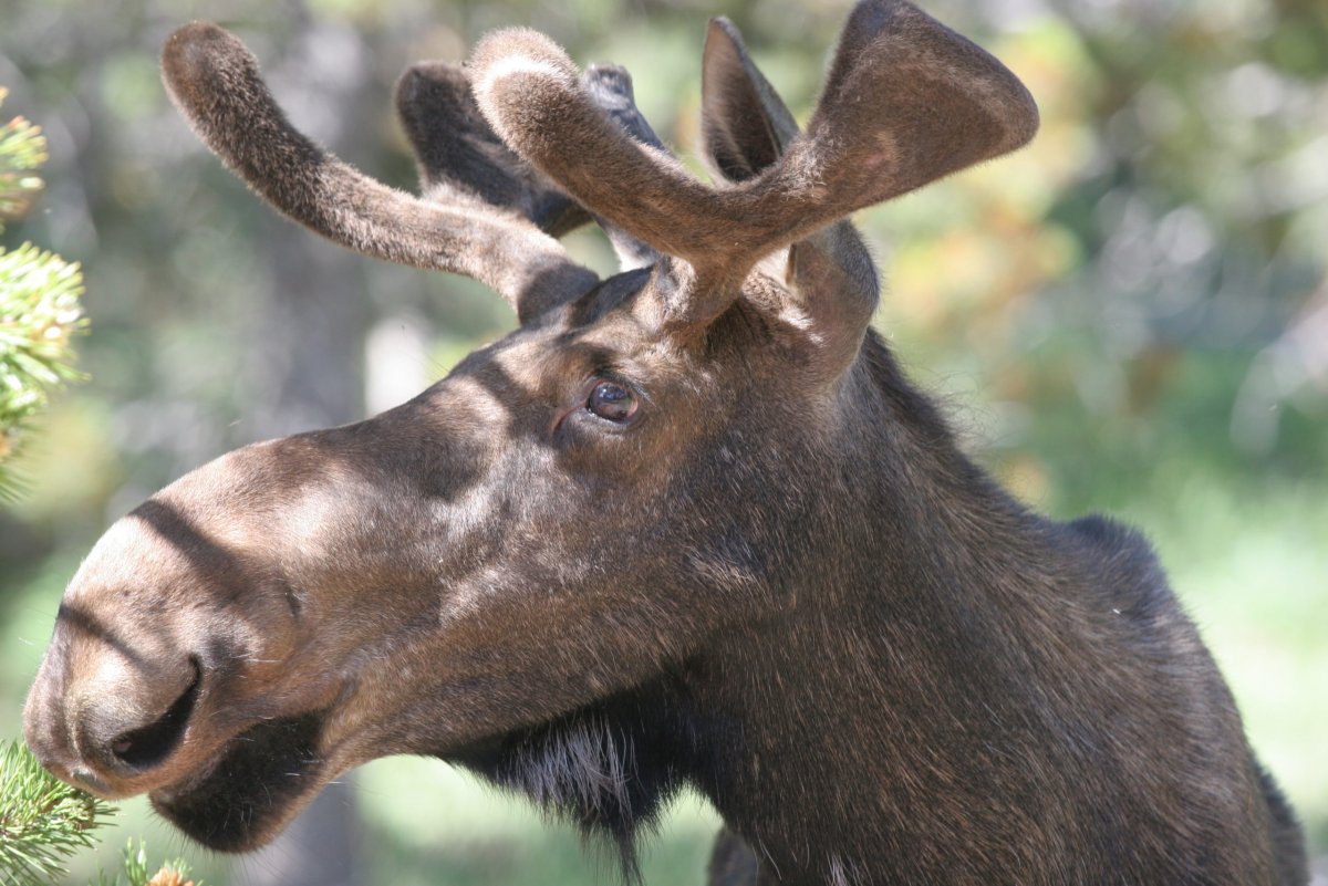Лось Бутурлина
