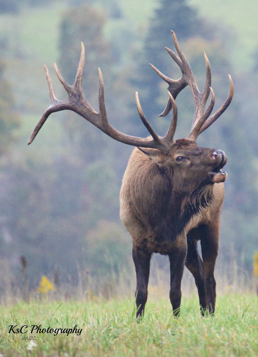 Вапити олень Лось