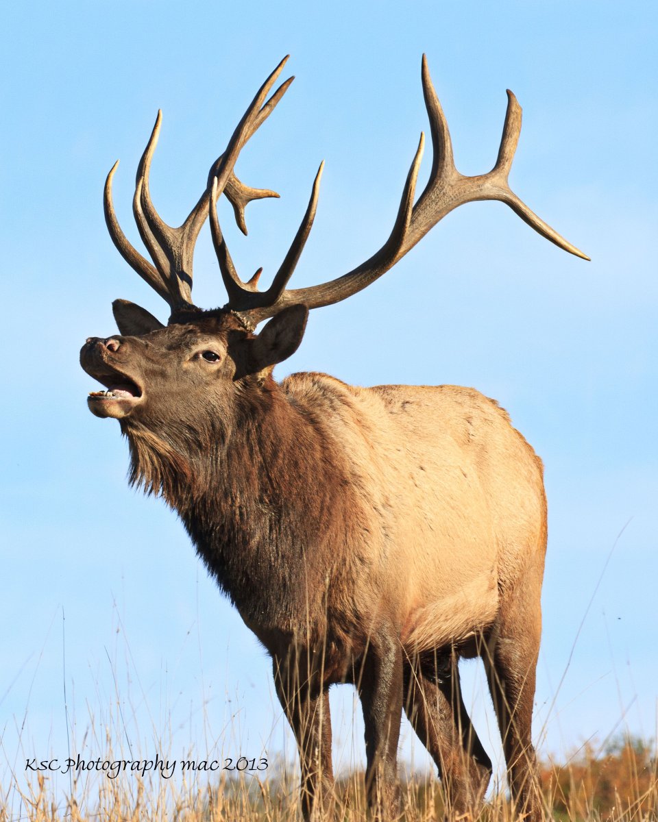 Олень вапити