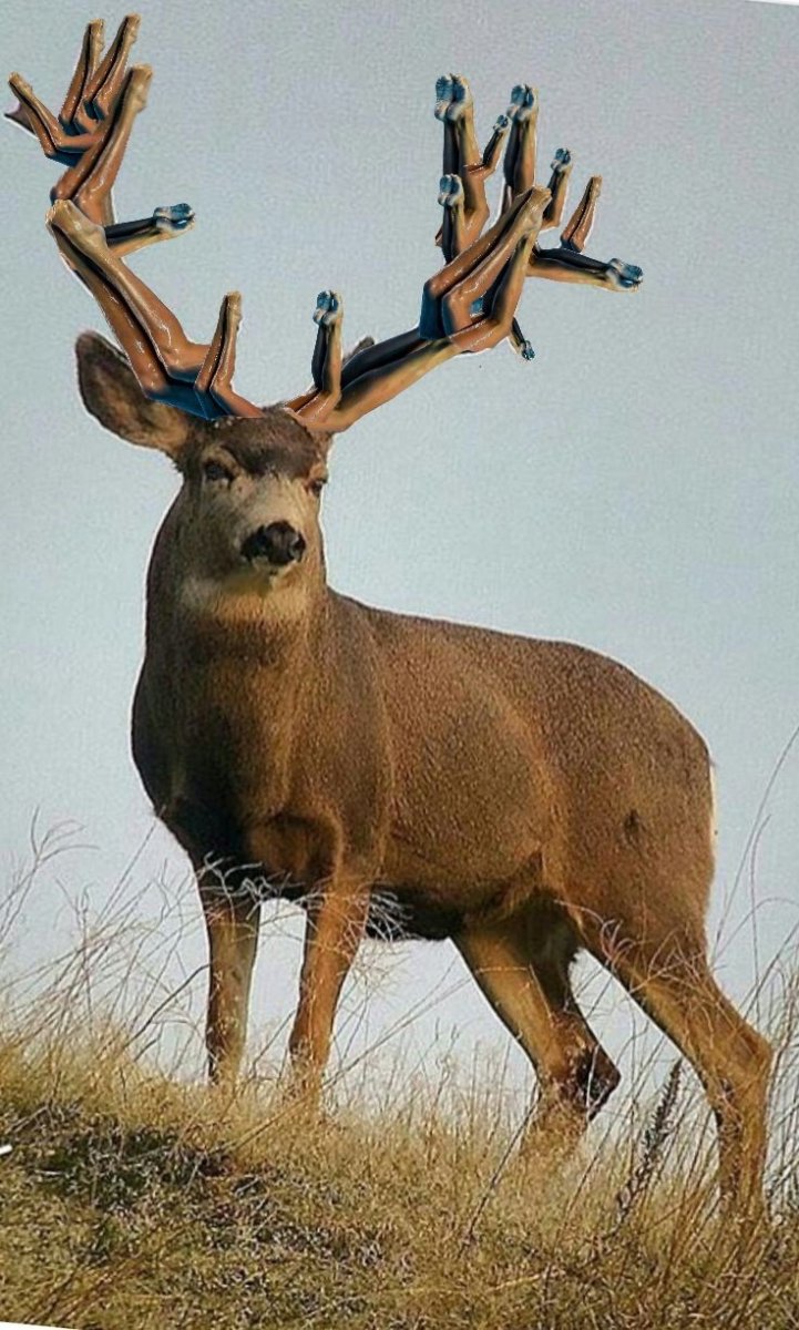 Марал и изюбрь