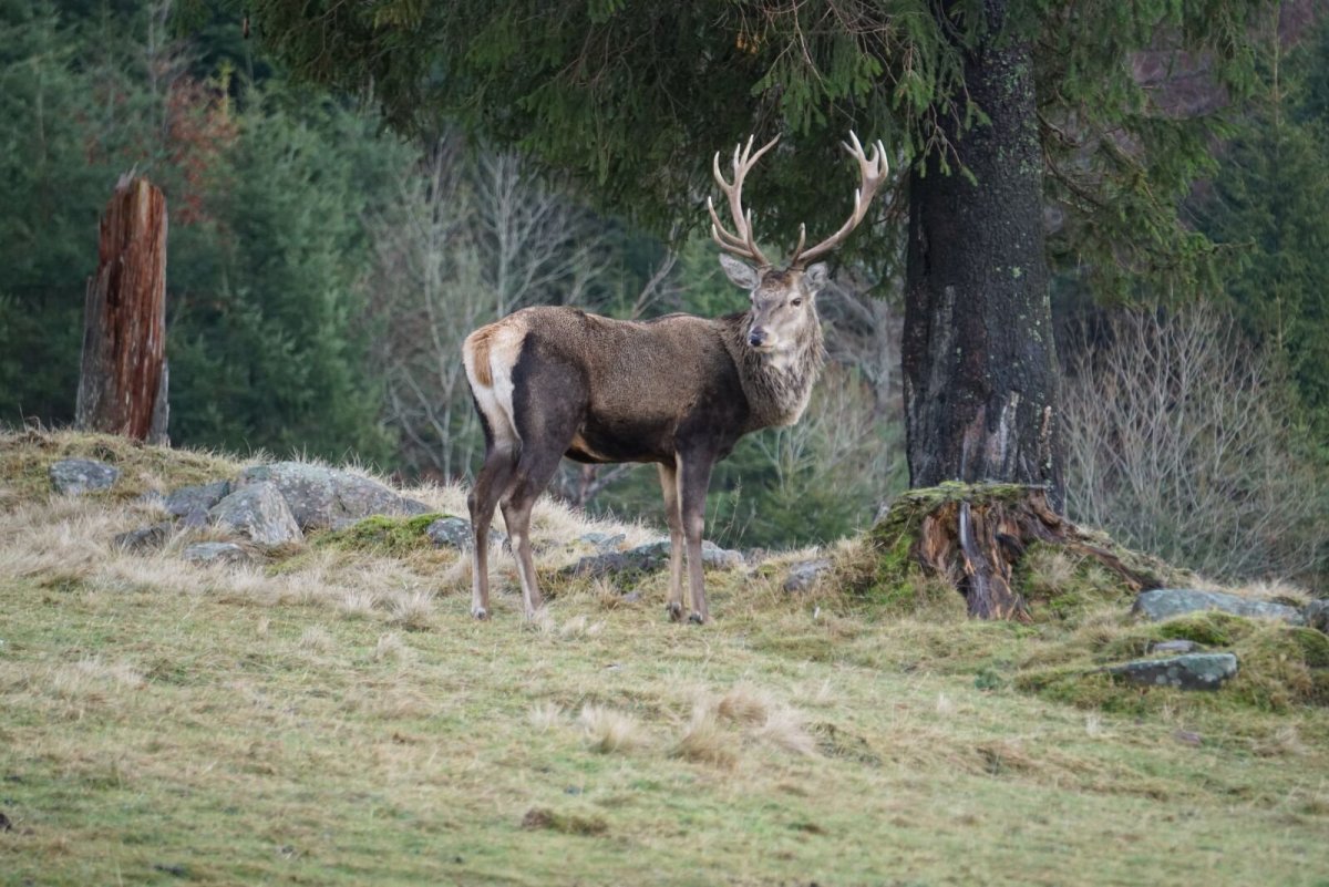 Животные Пермского края Лось