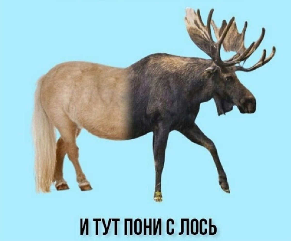 Я просто хотел скрещивать животных и тут пони с Лось