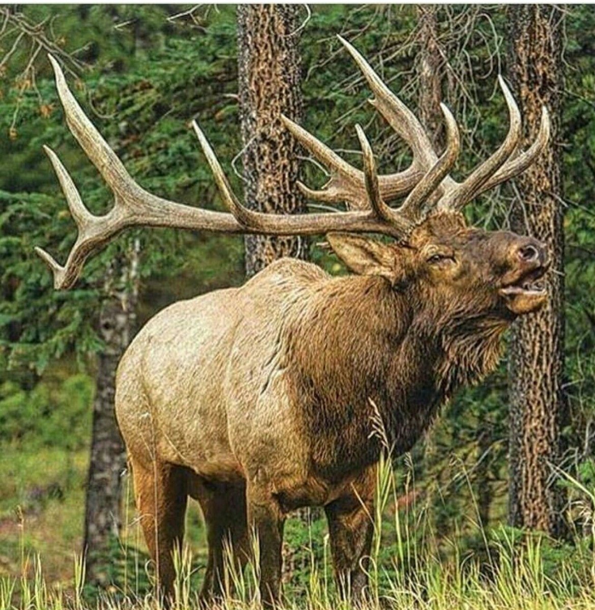 Лось и олень