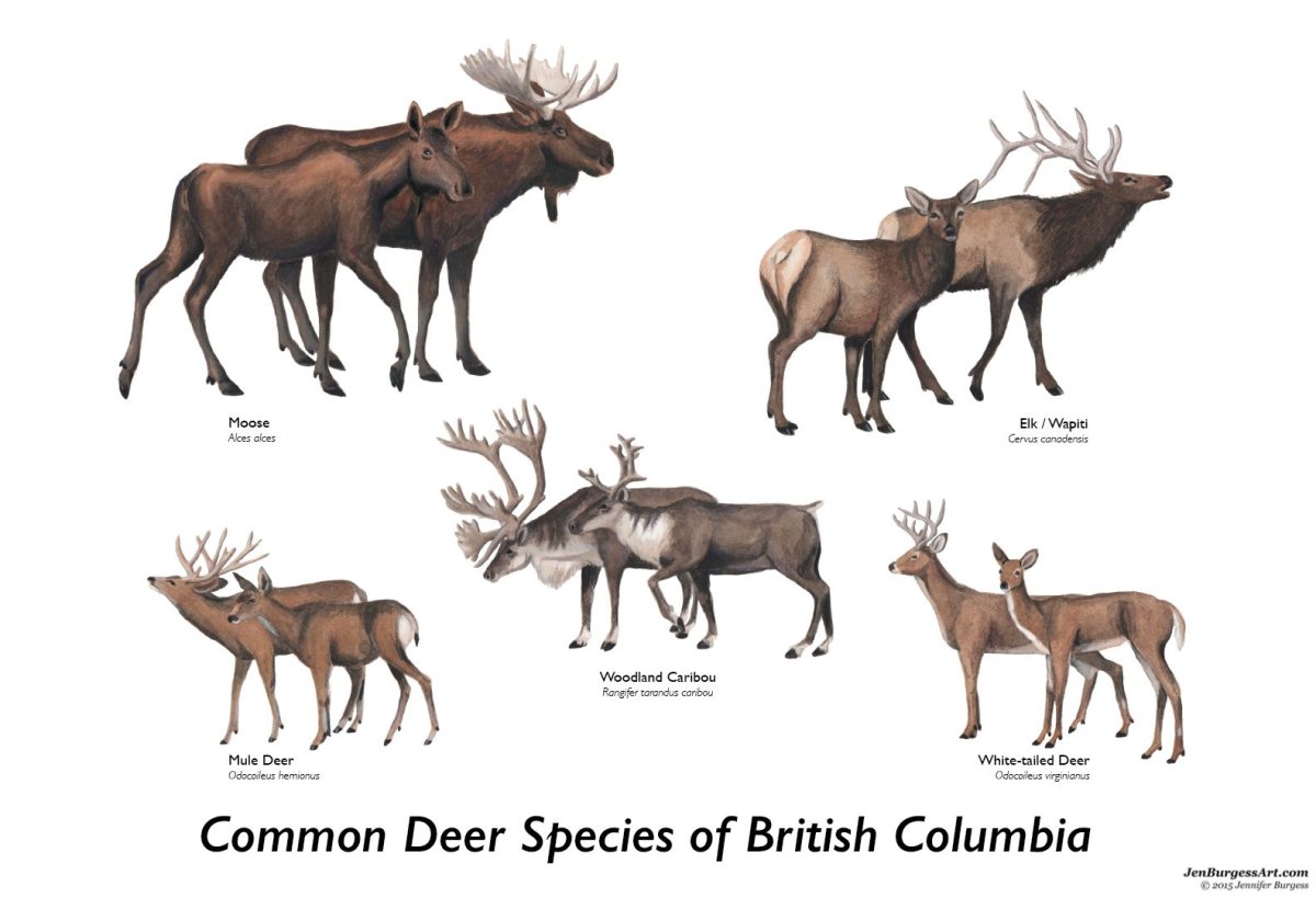 Вапити ареал