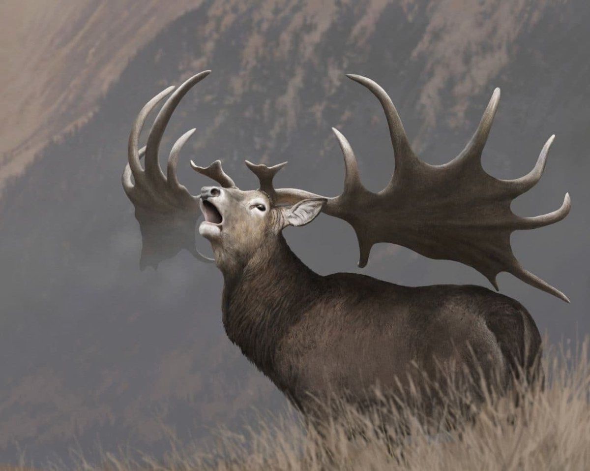 Ирландский большерогий олень