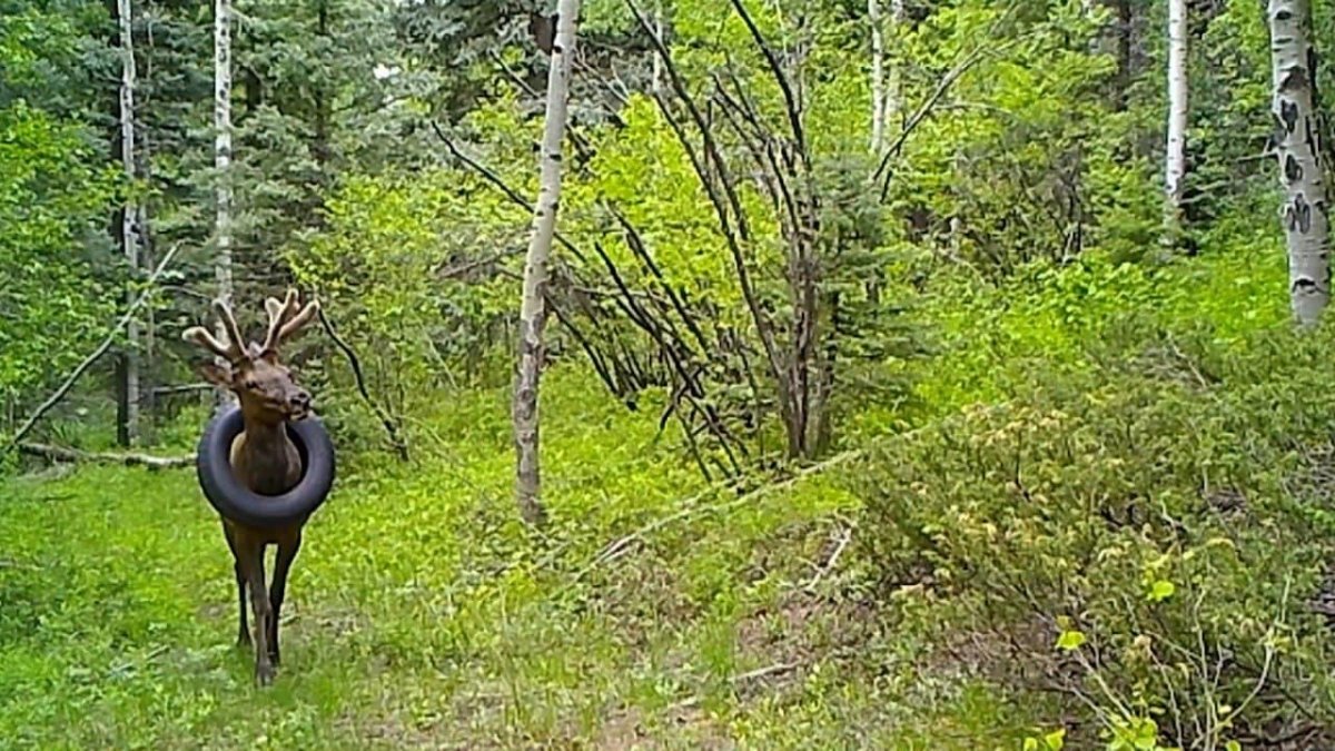 Олень из шин