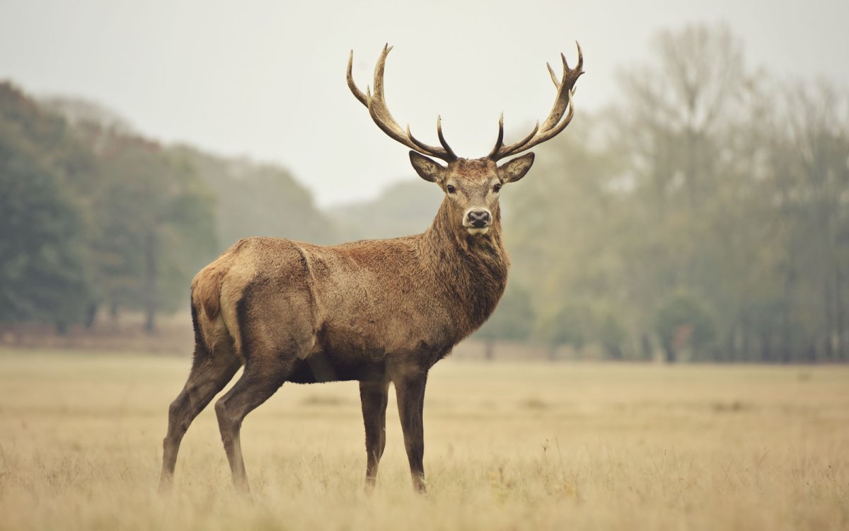 Благородный олень изюбрь