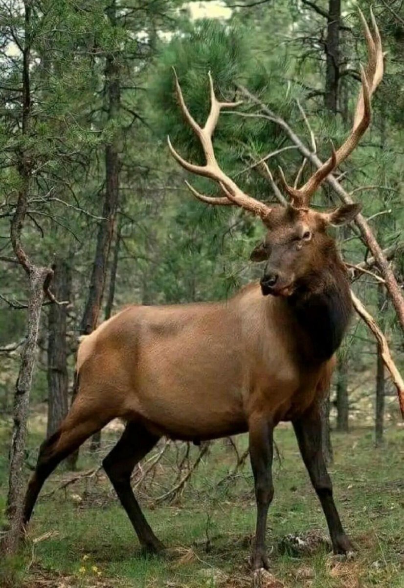 Красавец олень