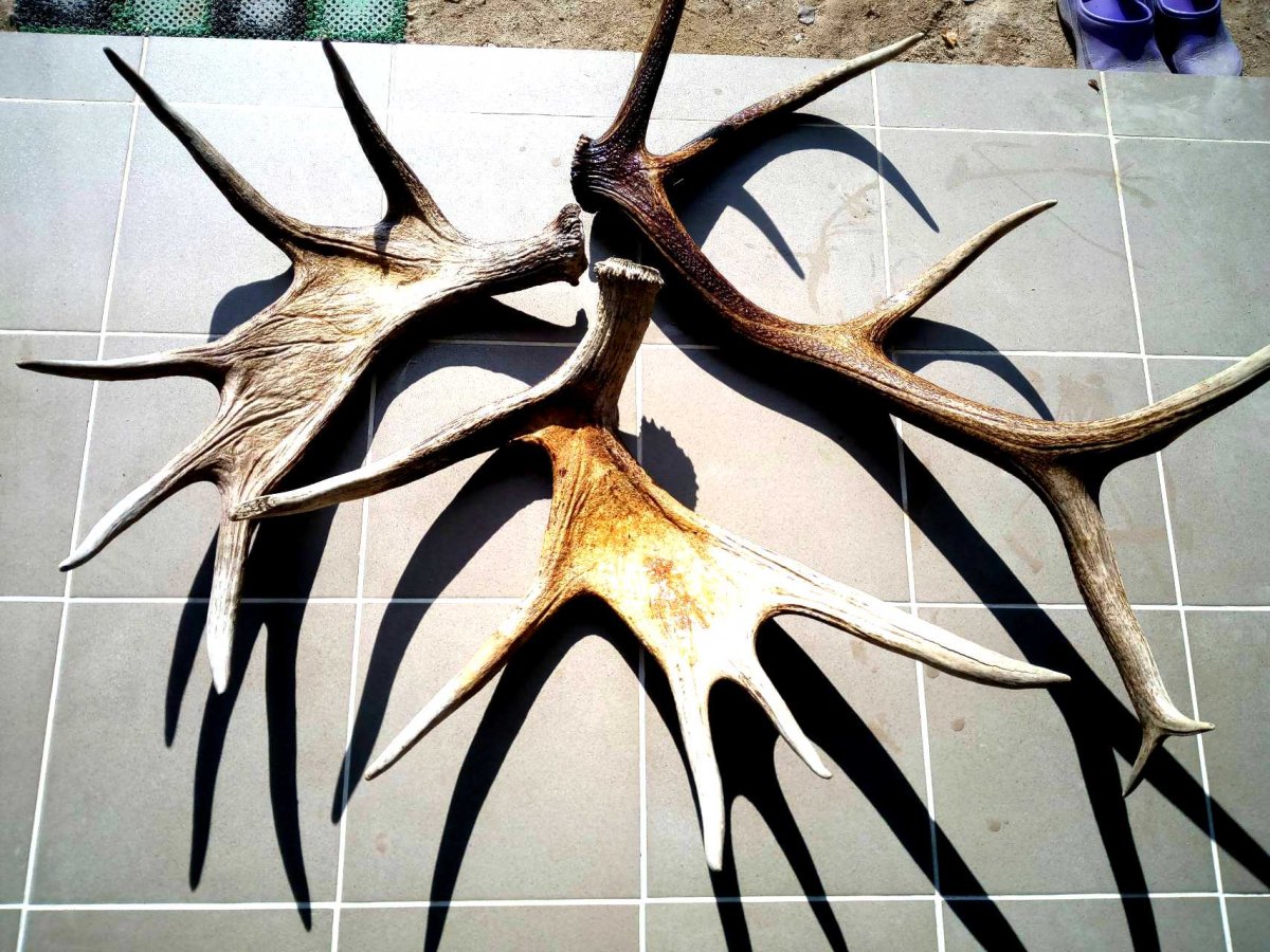 Оленьи рога