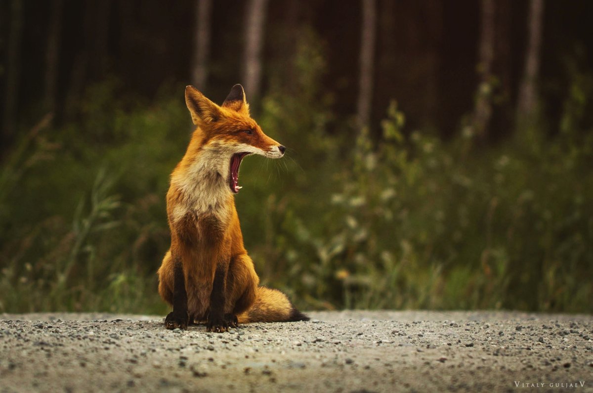 Лиса со спины