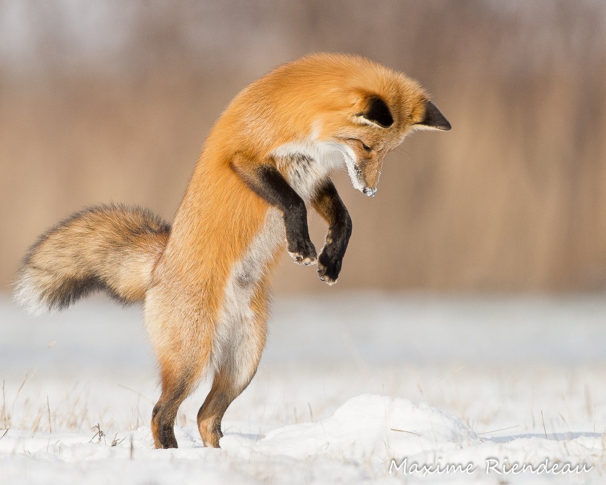 Мышкование лисы