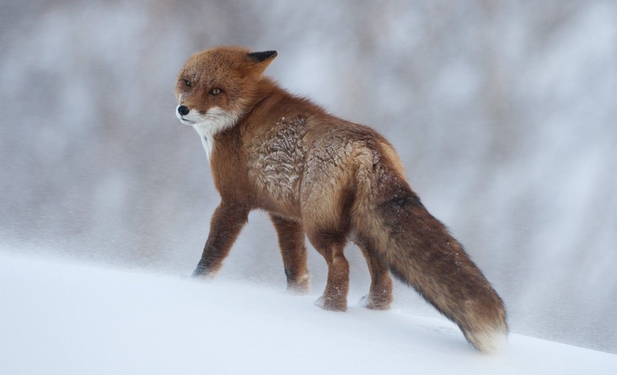 Шпиленок лисы