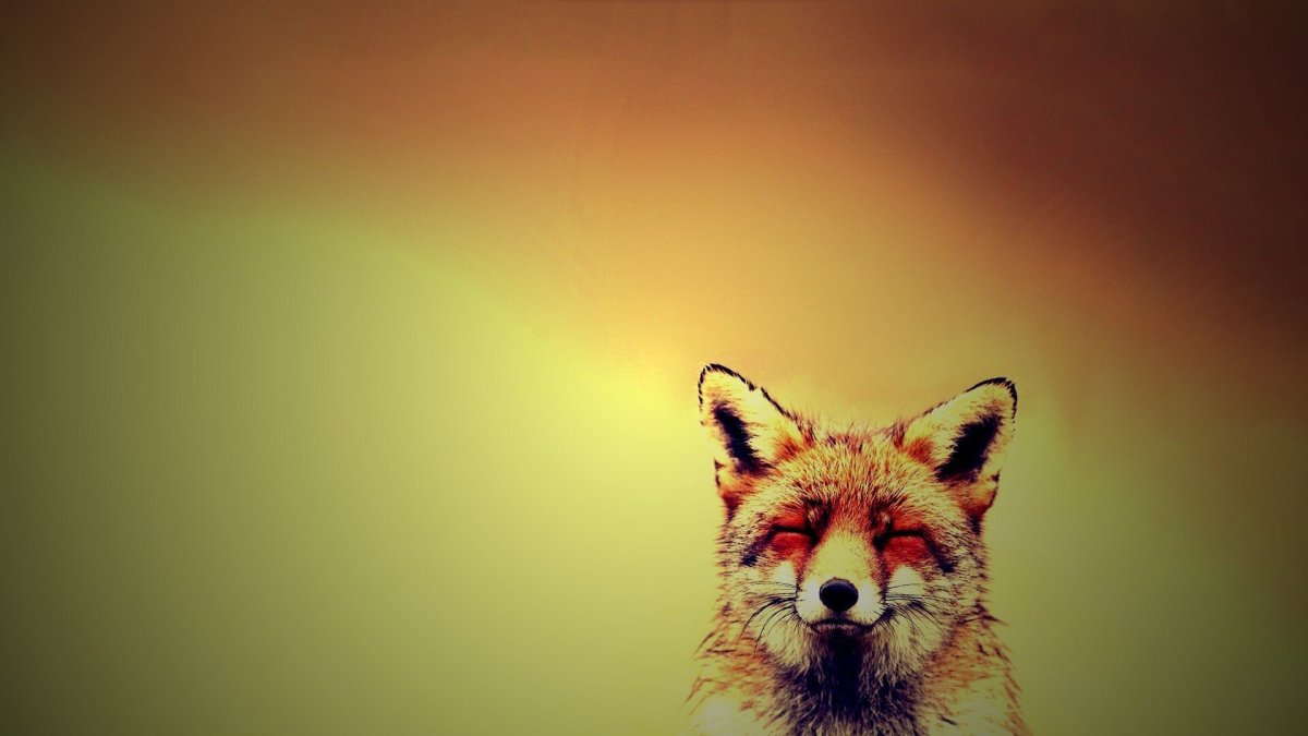 Обои с лисами