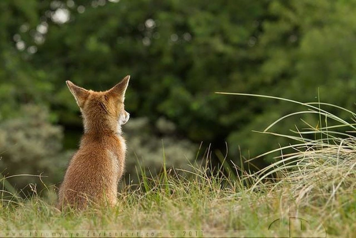 Лиса со спины