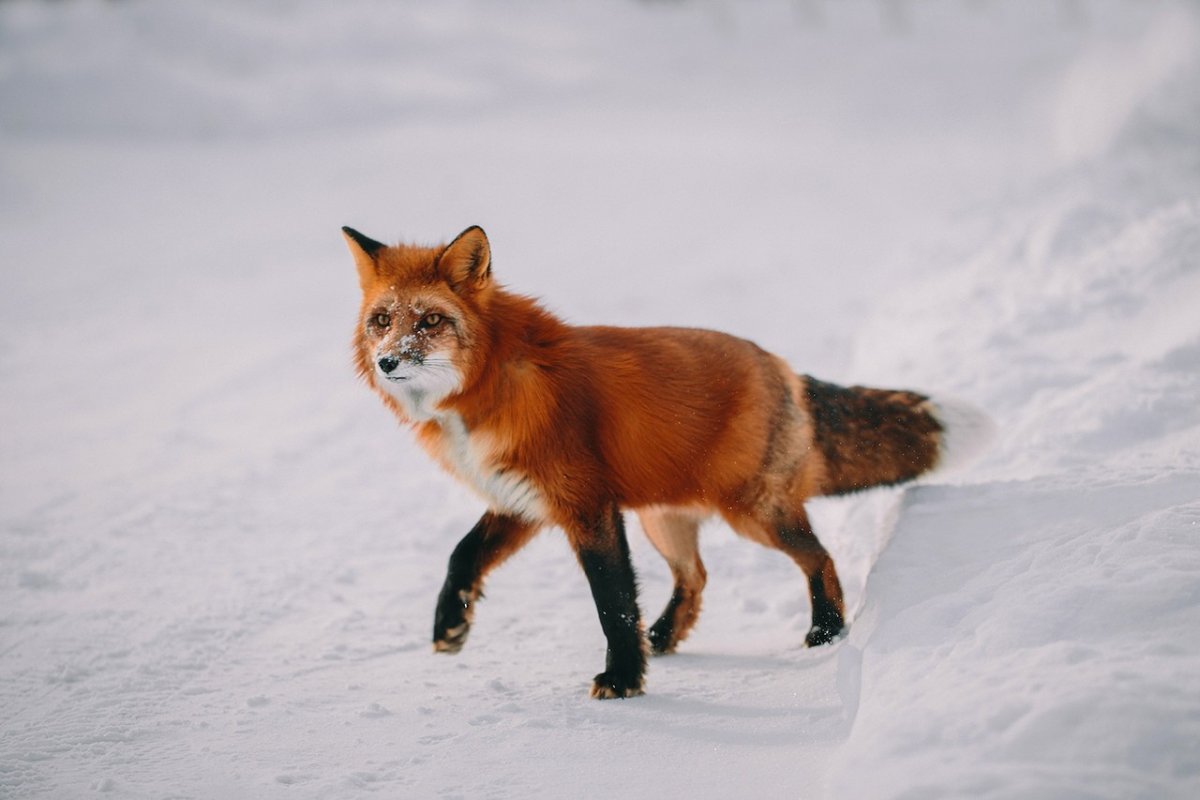 Пушистый хвост лисы