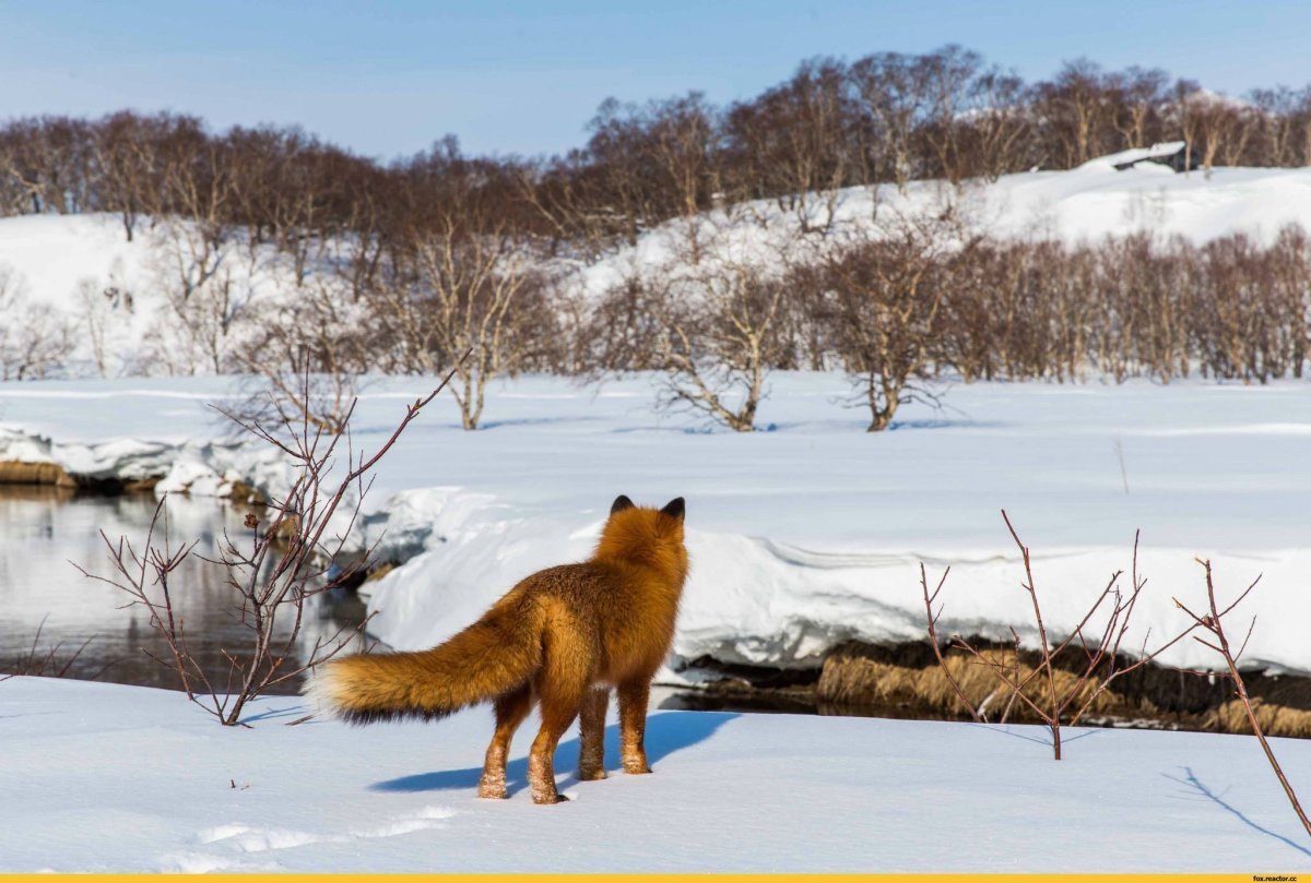 Лиса уходит