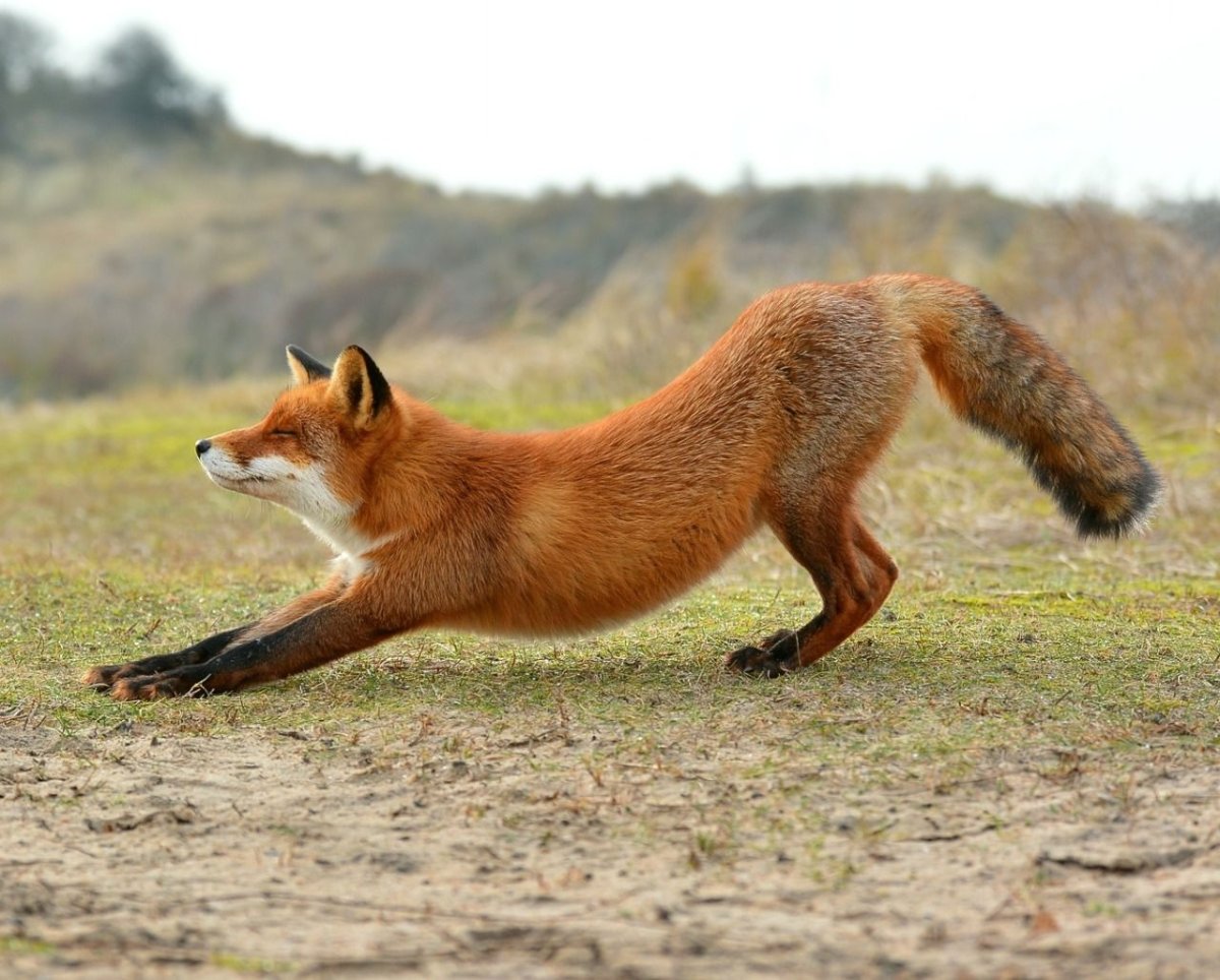 Лиса в движении