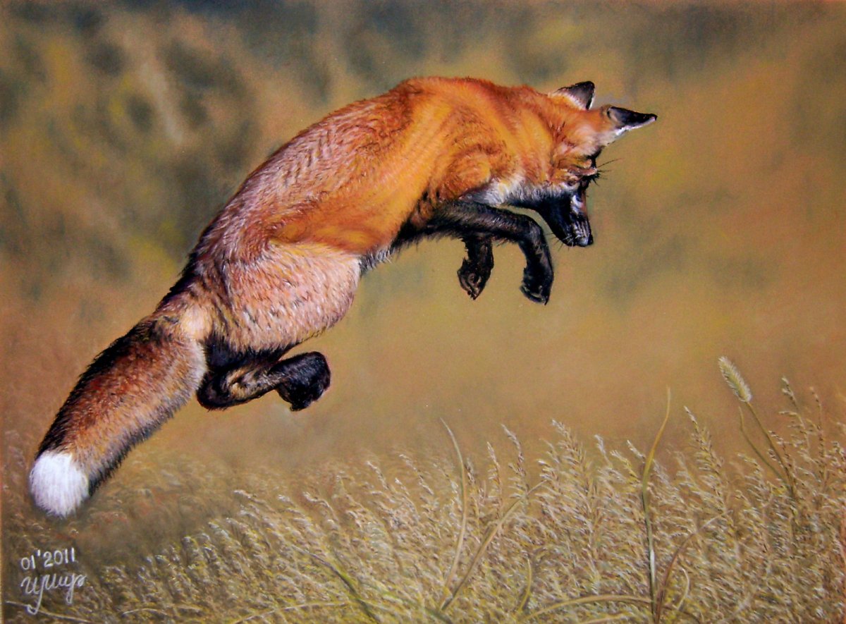 Лисица в прыжке