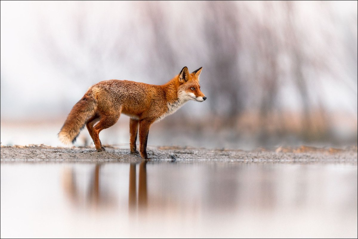 Лисичка боком