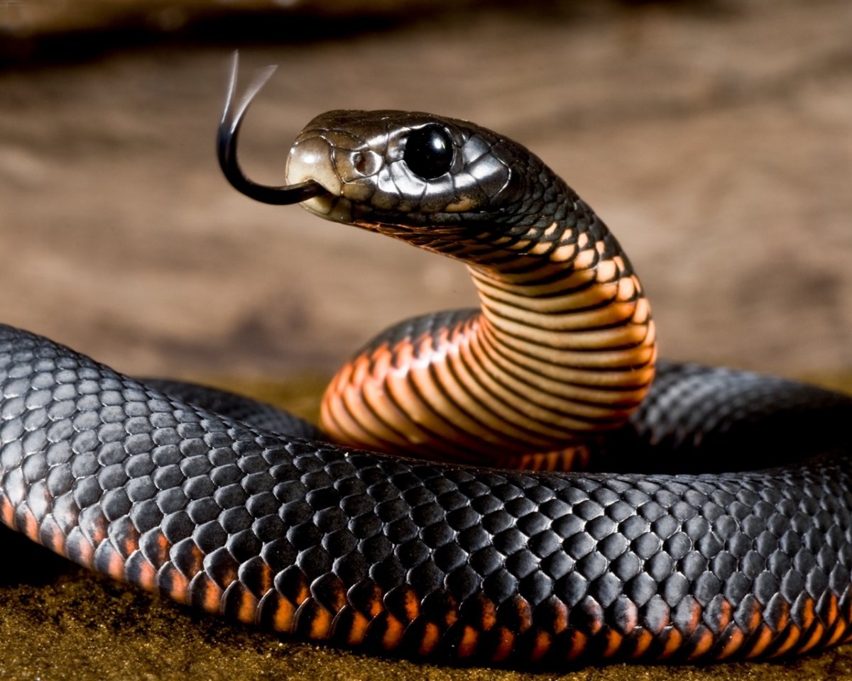 Черный Тайпан змея