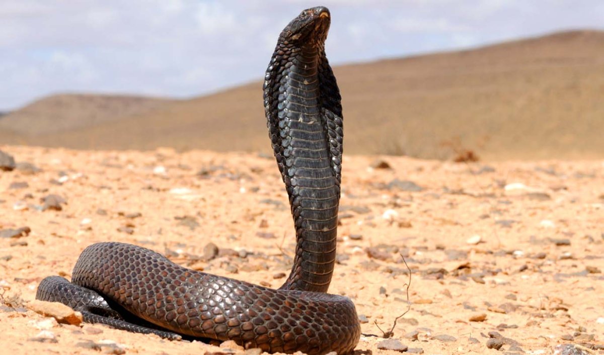 Египетская Кобра