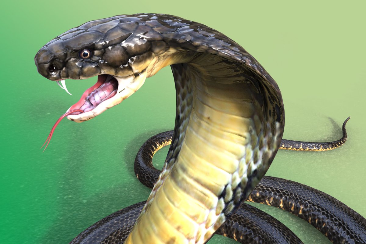 Королевская Кобра нападает