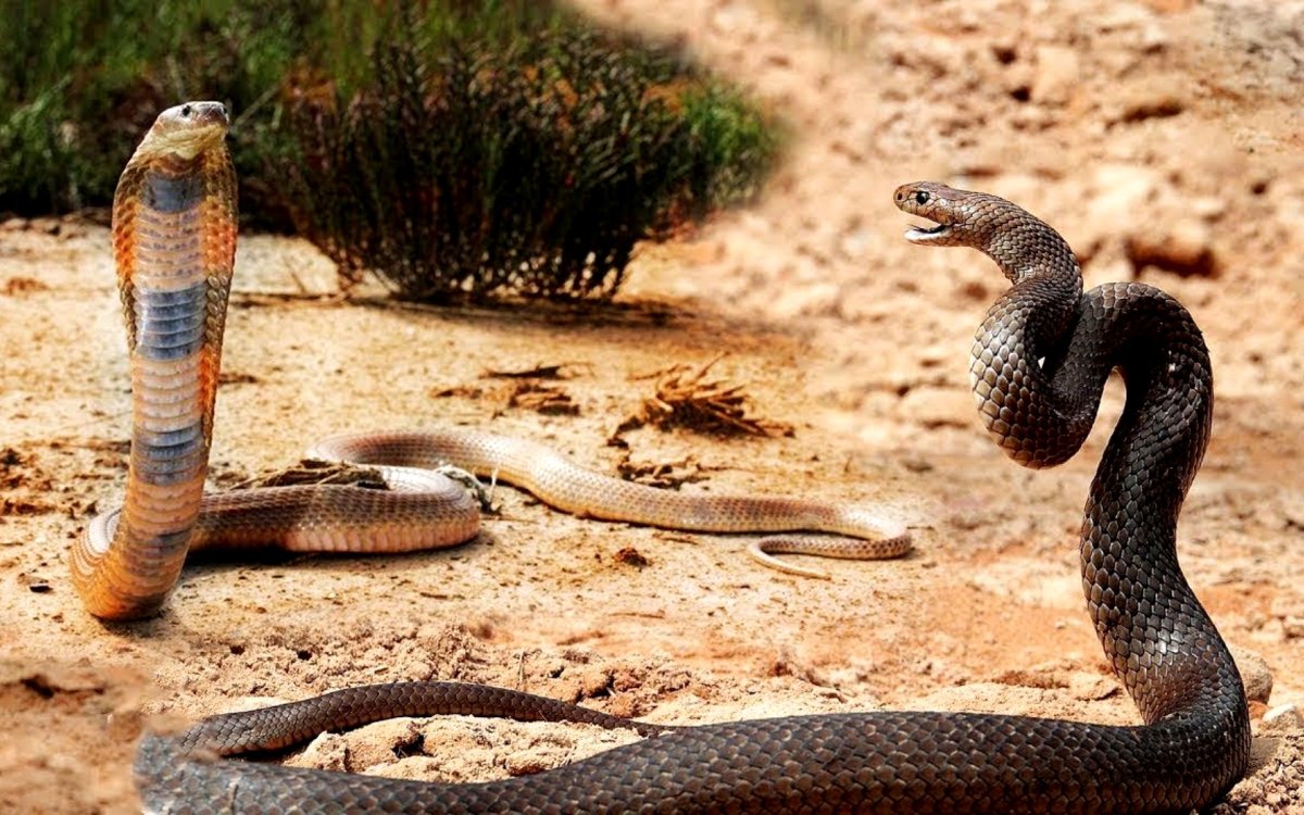 Королевская Кобра против питона