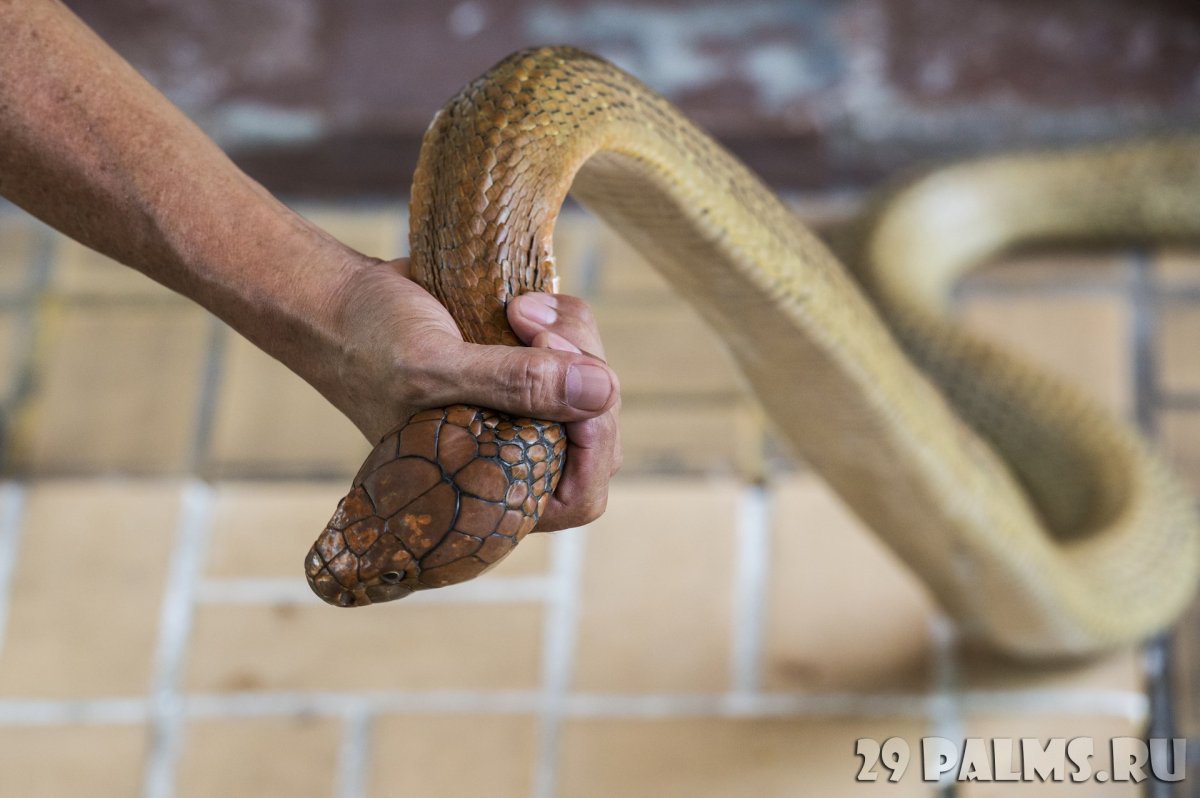 Рука держит змею