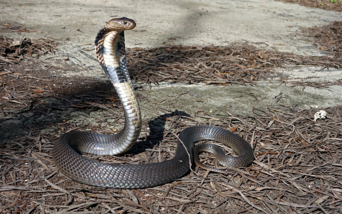 Королевская Кобра гамадриад капюшон