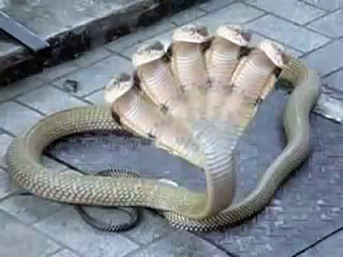 Многоголовая Королевская Кобра