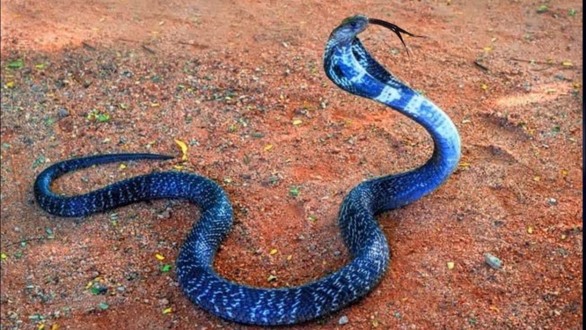 Королевская Кобра синяя