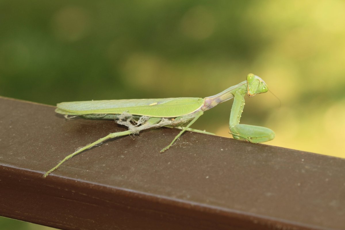 Богомол древесный Hierodula tenuidentata
