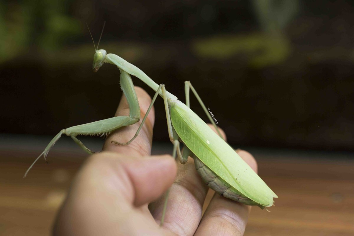 Закавказский древесный богомол