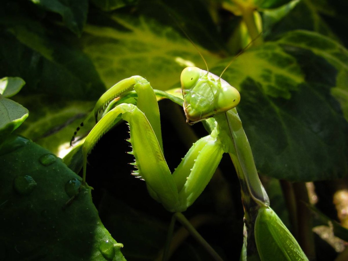 Богомол киви