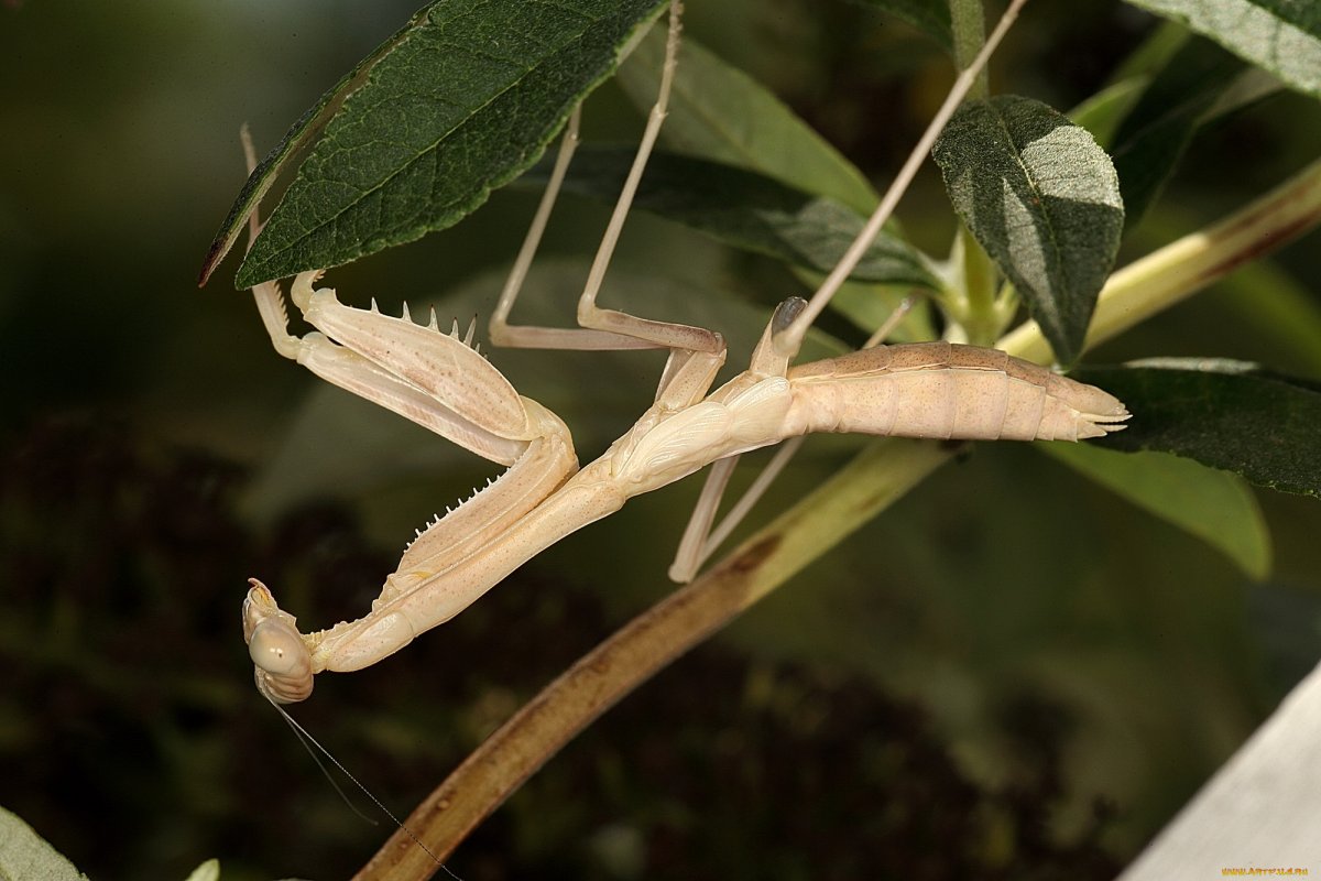 Богомолы в Крыму