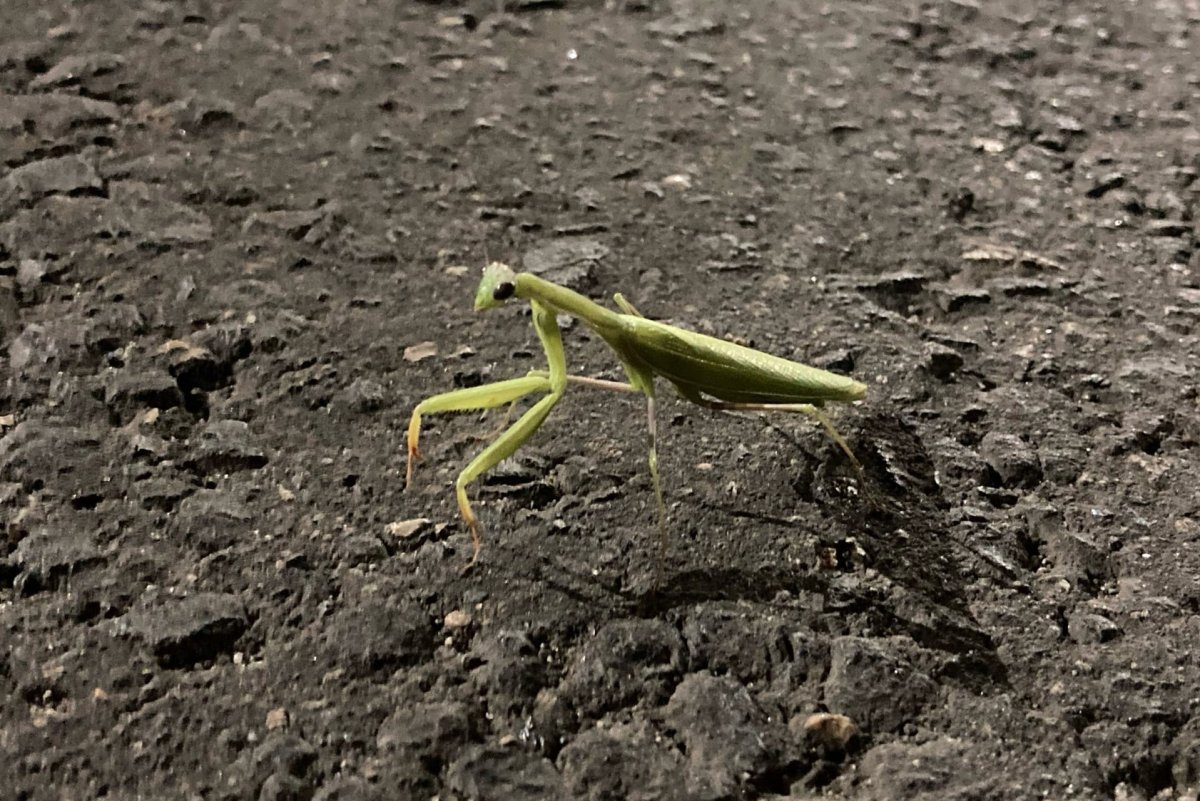 Маленький вид Богомолов на Кубани