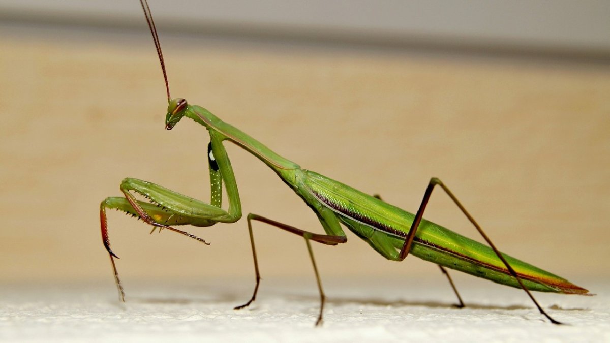 Богомол обыкновенный