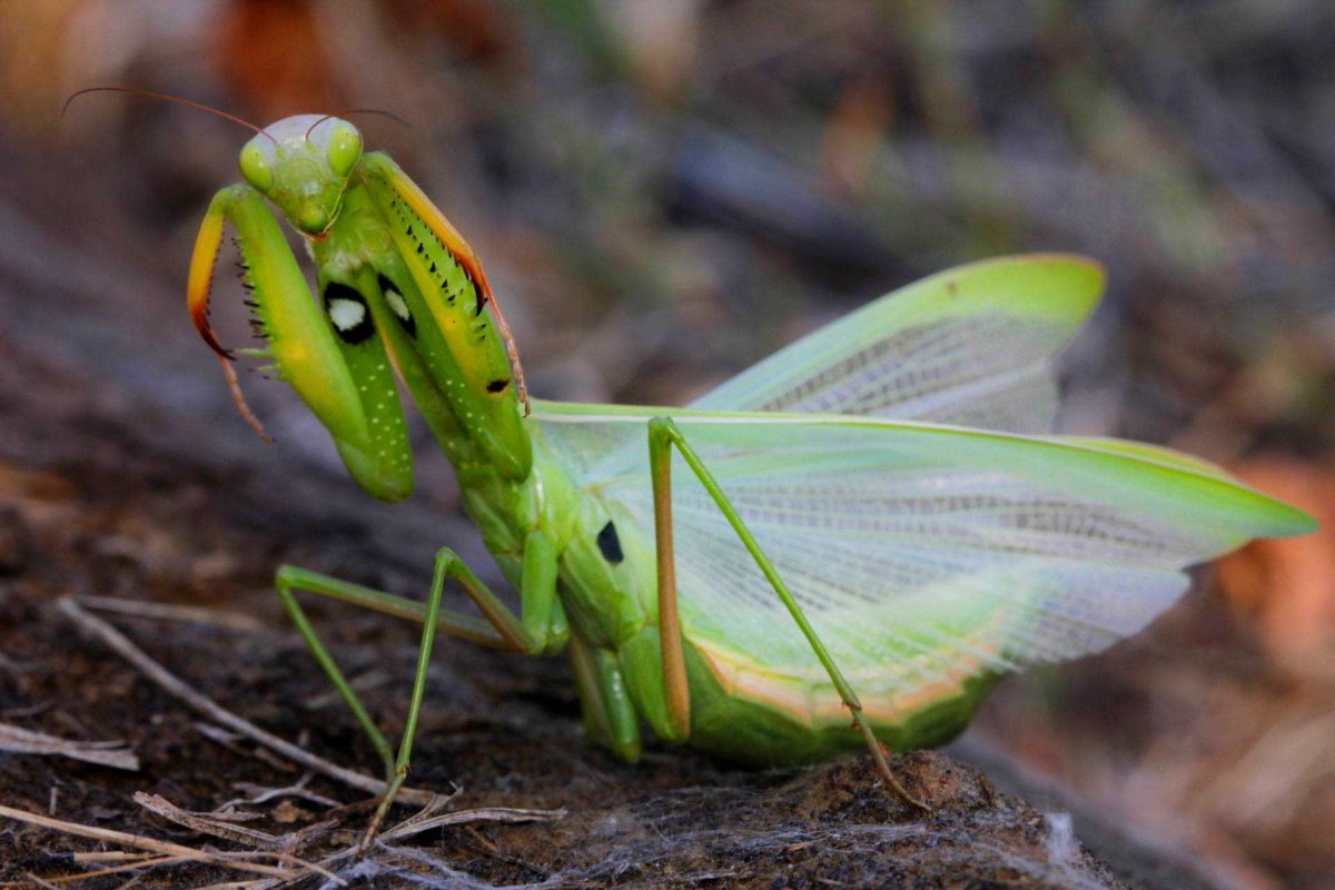Богомол обыкновенный (Mantis religiosa)