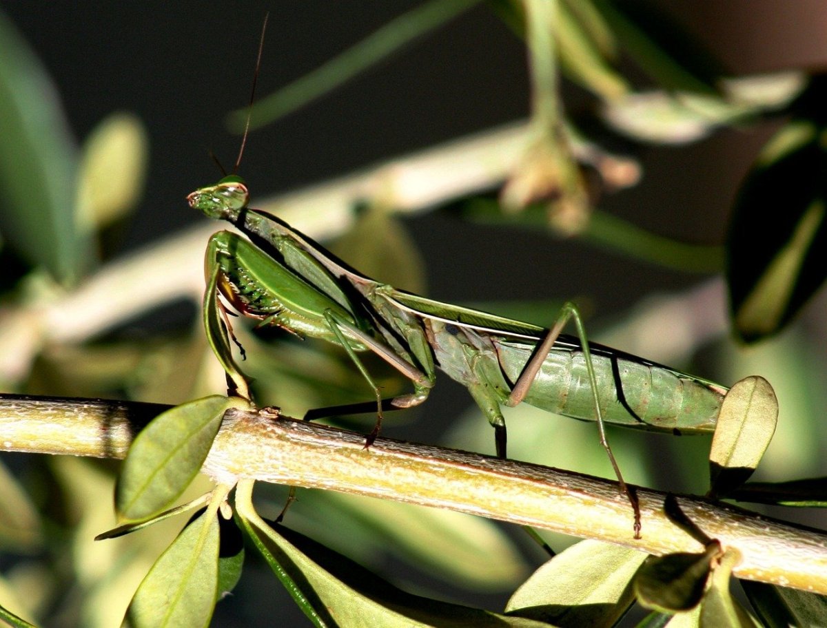 Mantis religiosa богомол